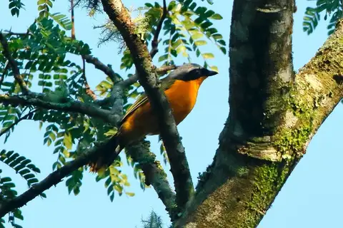 Many-colored Bushshrike