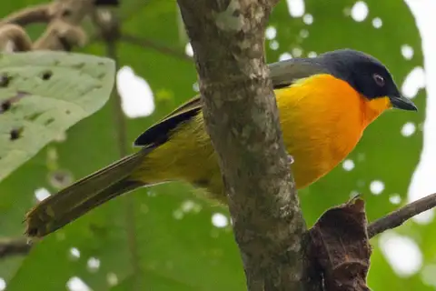 Black-fronted Bushshrike