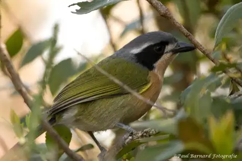 Olive Bushshrike