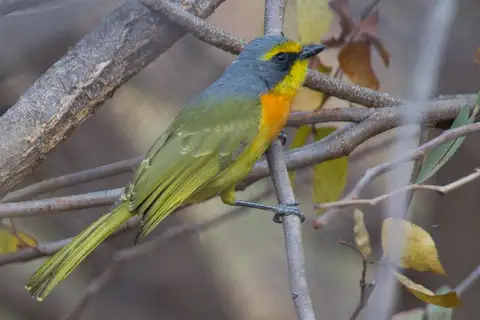 Orange-breasted Bushshrike