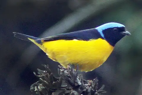 Golden-rumped Euphonia