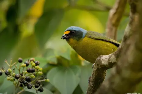 Lesser Antillean Euphonia