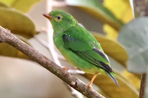 Yellow-collared Chlorophonia