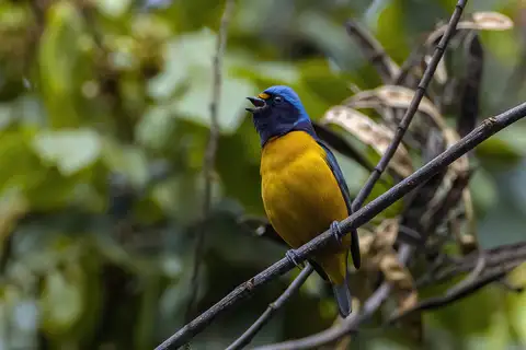 Hispaniolan Euphonia
