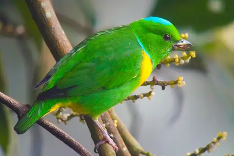 Blue-crowned Chlorophonia