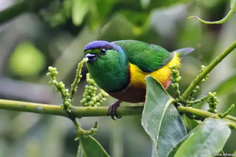 Chestnut-breasted Chlorophonia