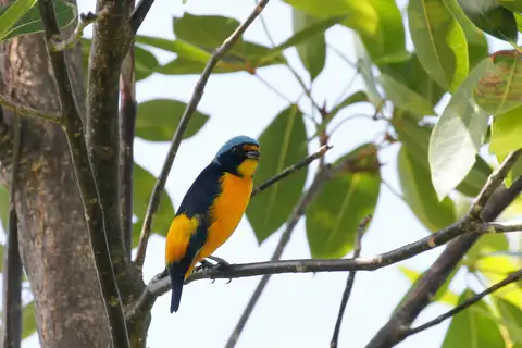 Puerto Rican Euphonia