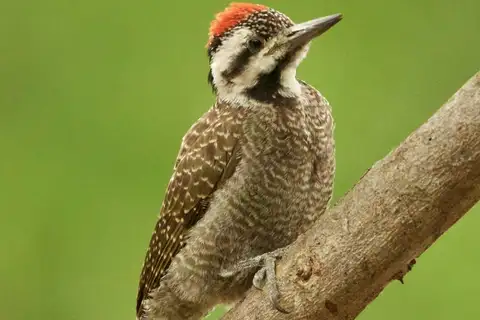 Bearded Woodpecker