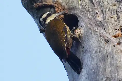 Fire-bellied Woodpecker