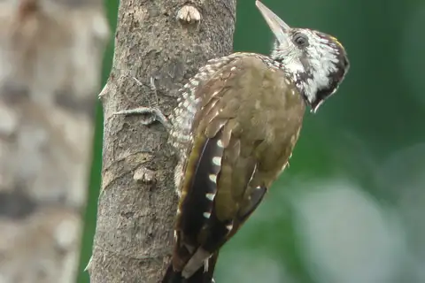 Yellow-crested Woodpecker