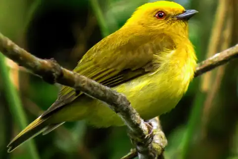 Yellow-headed Manakin