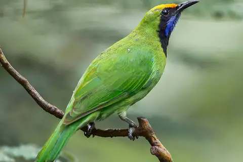Golden-fronted Leafbird