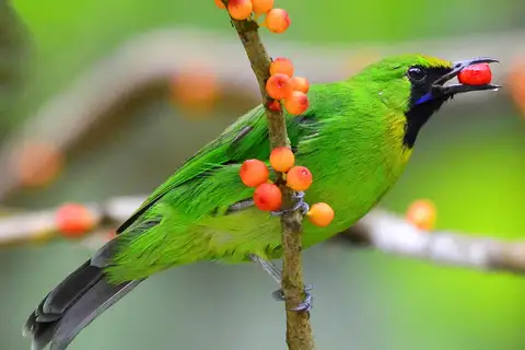 Lesser Green Leafbird