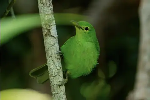 Philippine Leafbird