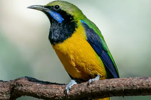 Orange-bellied Leafbird