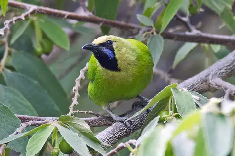 Jerdon's Leafbird
