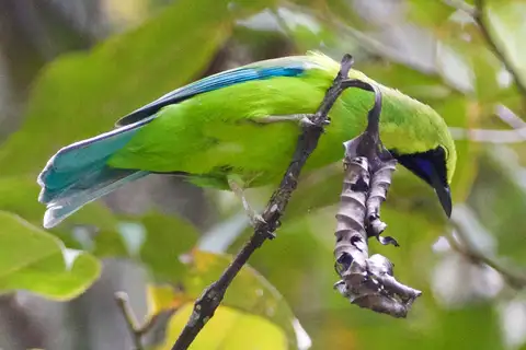 Bornean Leafbird