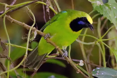 Sumatran Leafbird