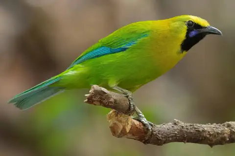 Blue-winged Leafbird