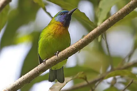 Blue-masked Leafbird