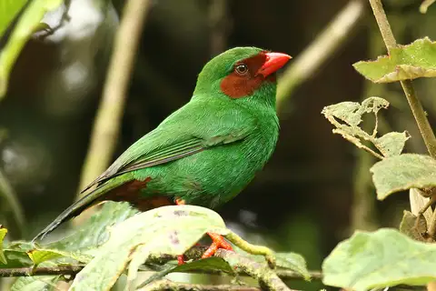 Grass-green Tanager