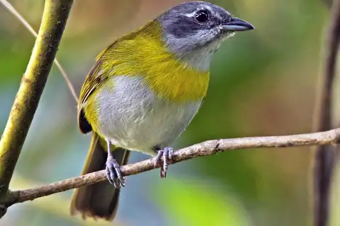 Ashy-throated Chlorospingus