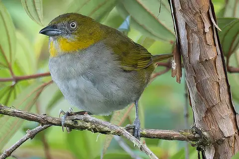 Yellow-throated Chlorospingus