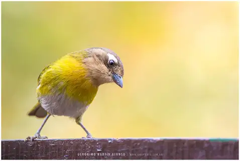 Common Chlorospingus