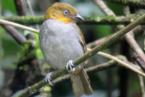 Yellow-whiskered Chlorospingus