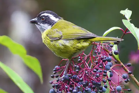 Sooty-capped Chlorospingus