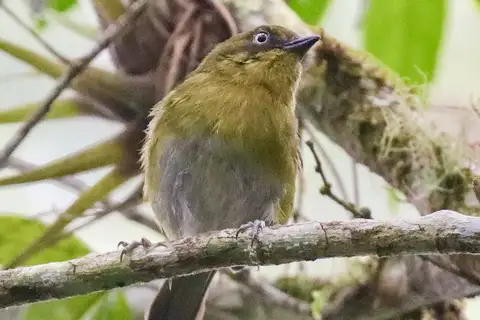 Tacarcuna Chlorospingus