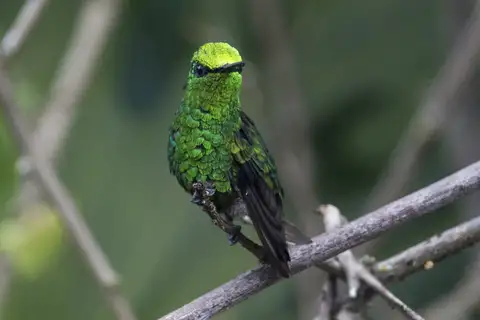 Green-tailed Emerald