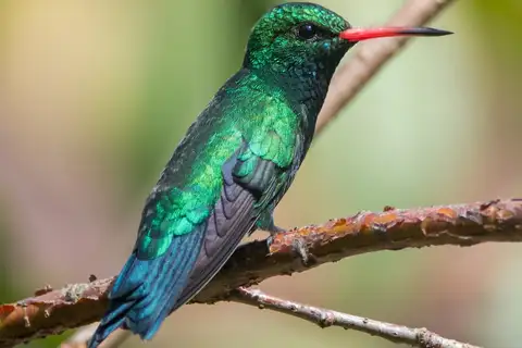 Glittering-bellied Emerald