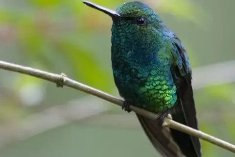 Western Emerald