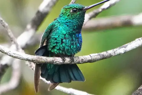 Chiribiquete Emerald