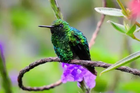 Short-tailed Emerald