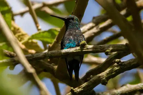 Narrow-tailed Emerald