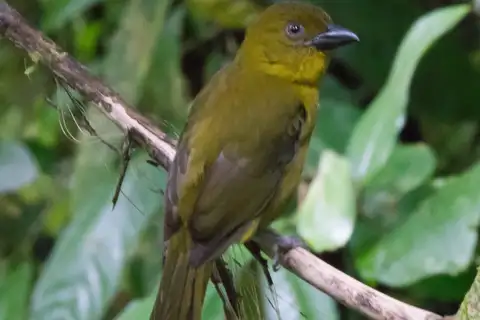Carmiol's Tanager