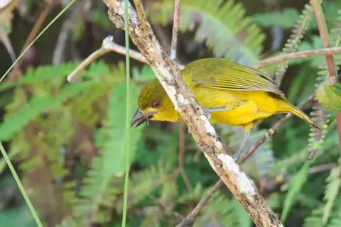 Yellow-lored Tanager