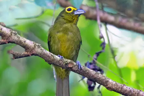 Lemon-spectacled Tanager