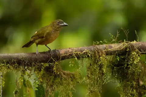 Ochre-breasted Tanager