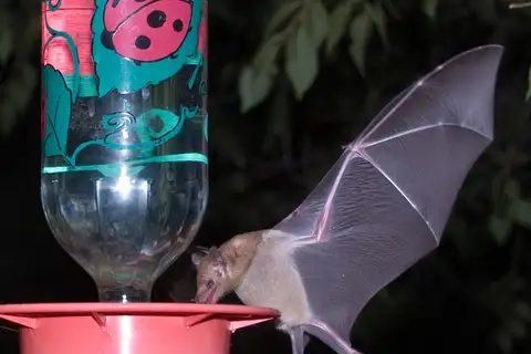 Long-tongued Bat