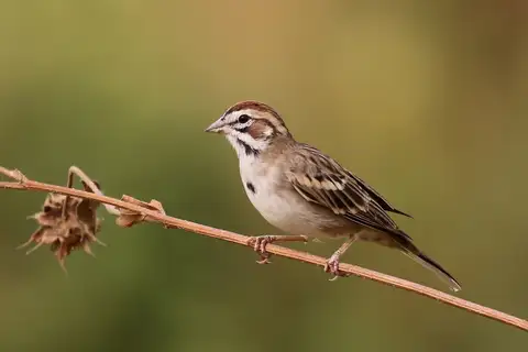 Lark Sparrow
