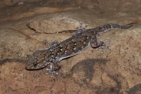 Bibron's Thick-toed Gecko
