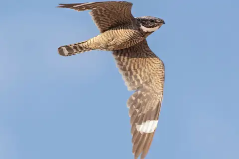 Lesser Nighthawk