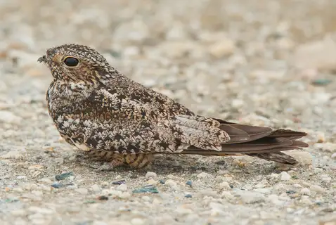 Antillean Nighthawk