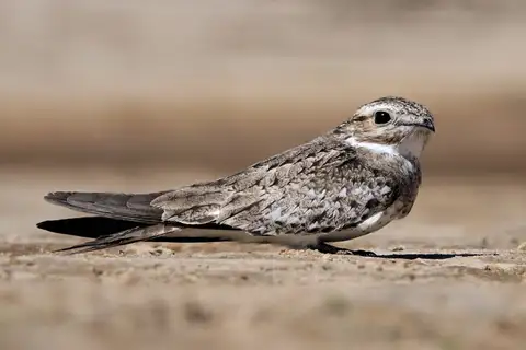 Sand-colored Nighthawk