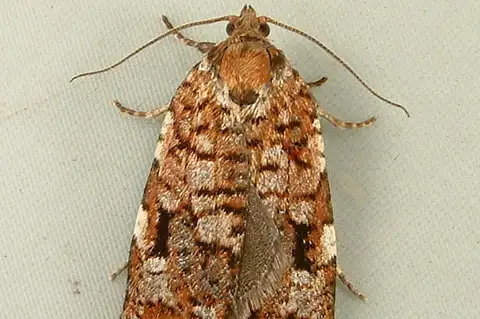 Western Spruce Budworm Moth