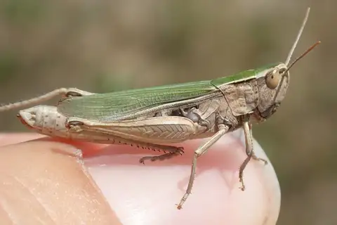 Lesser Marsh Grasshopper