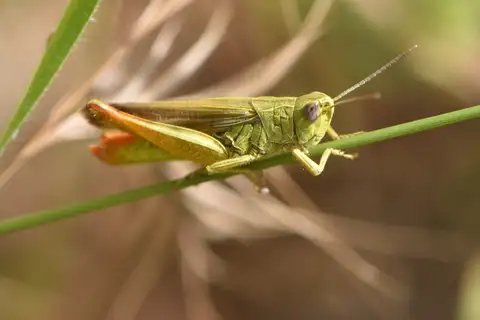 Chorthippus apicalis